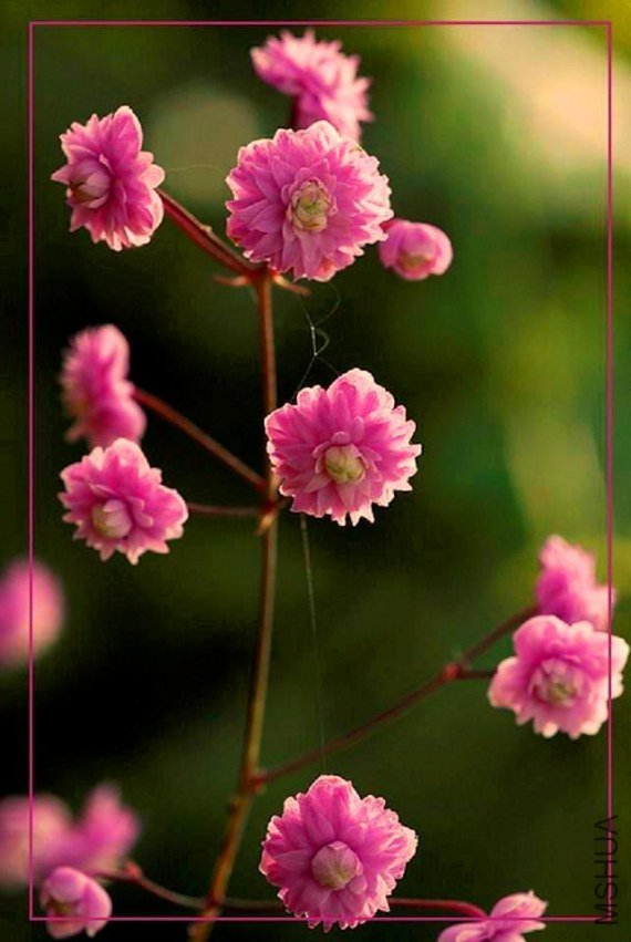 thalictrum_delavayi_hewitts_double2.jpg