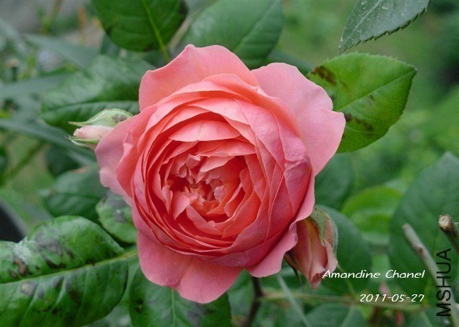 ��â�������ζ���Amandine Chanel��~2 of С���.jpg