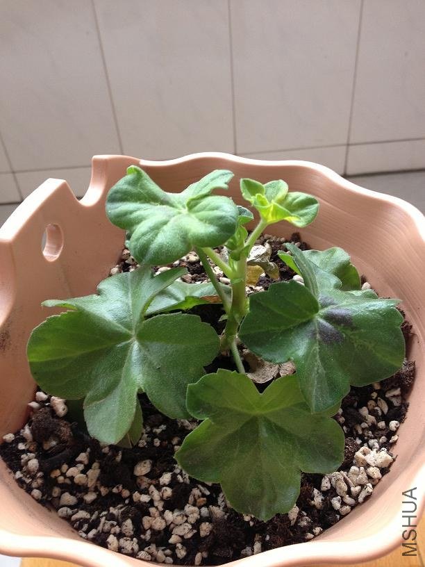 ����õ�� 2013.02.13��2��.JPG