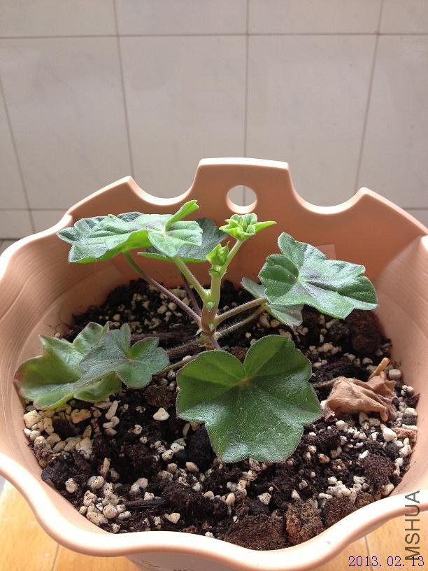 ��Ů�� 2013.02.13��1��.JPG