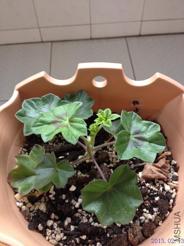 ��Ů�� 2013.02.13��2��.JPG