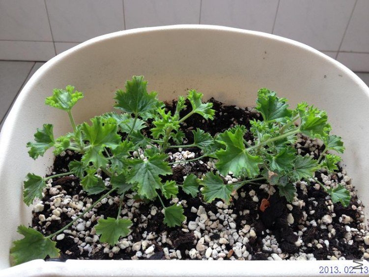 ˫ɫ 2013.02.13��1��.JPG