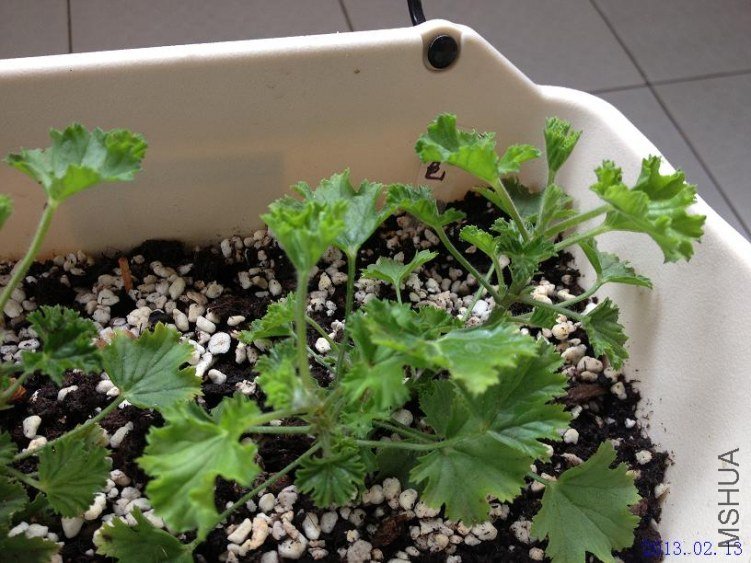 ˫ɫ 2013.02.13��2��.JPG