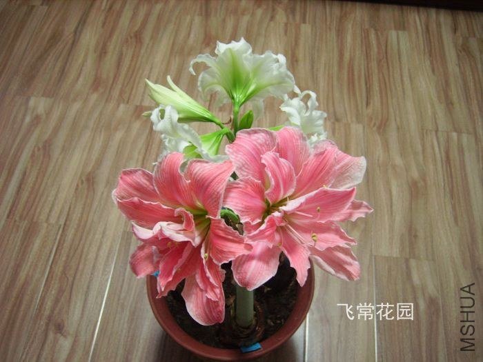pict2332.jpg