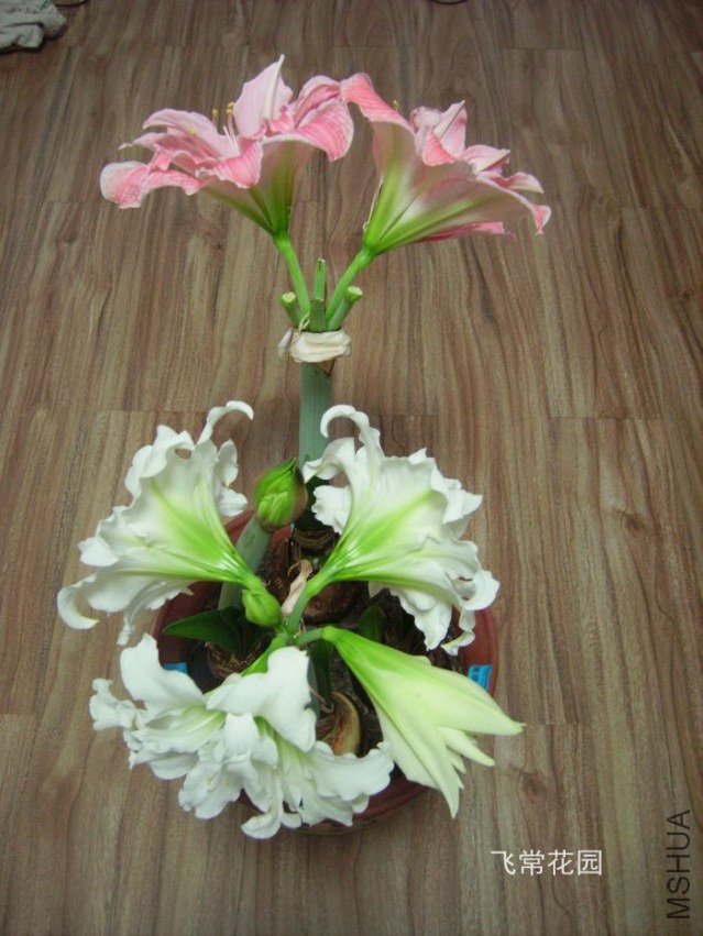 pict2333.jpg