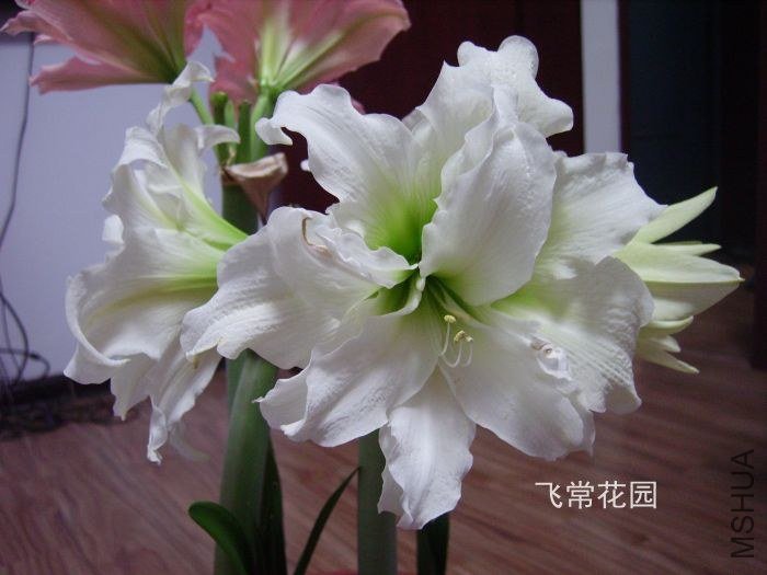 pict2334.jpg