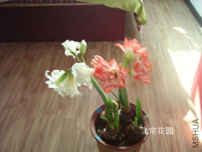 pict2339.jpg