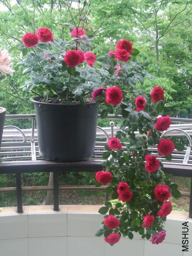 ������õ�� of �����.jpg