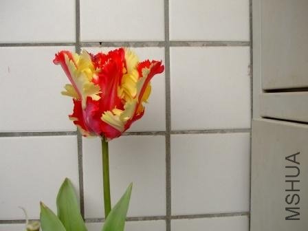 �����ģ����ڽ����������һֱ�Ǳ�״�����ſ�