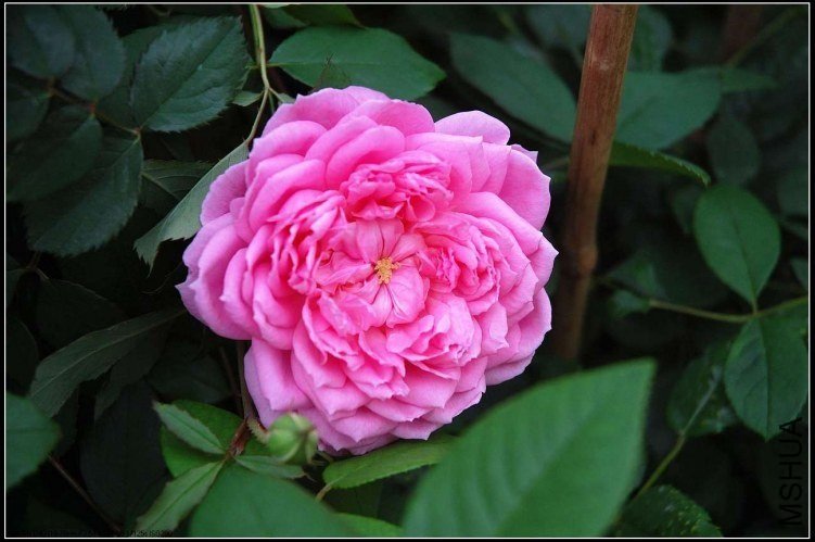 ���׵�ʩ����1 of ������.jpg