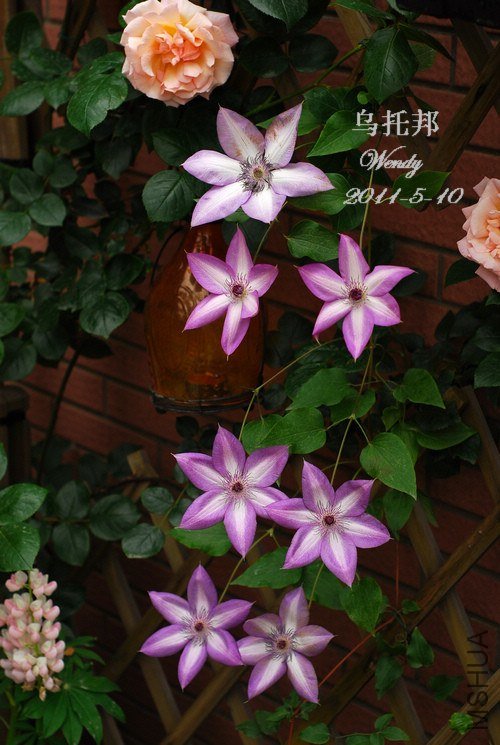 2011-5-10��1.jpg
