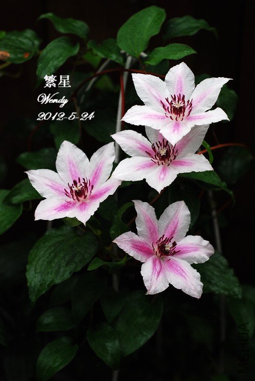 2012-5-24����.jpg