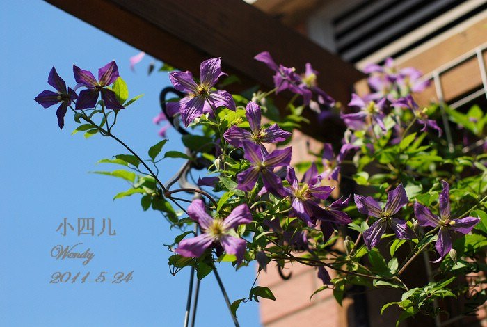 2011-5-24С��.jpg