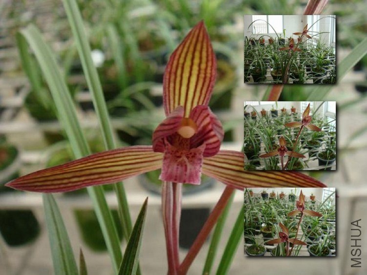 201031517142_1d424fa61 (800x600).jpg