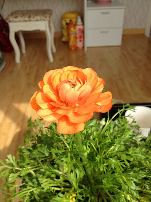 IMG_0307_����.jpg