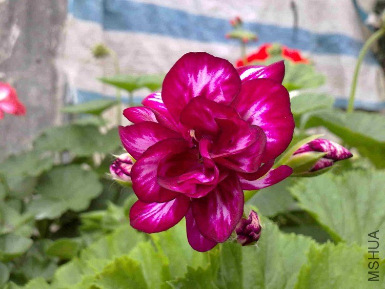 �ϼ��� �ϰ�˫ɫ.jpg