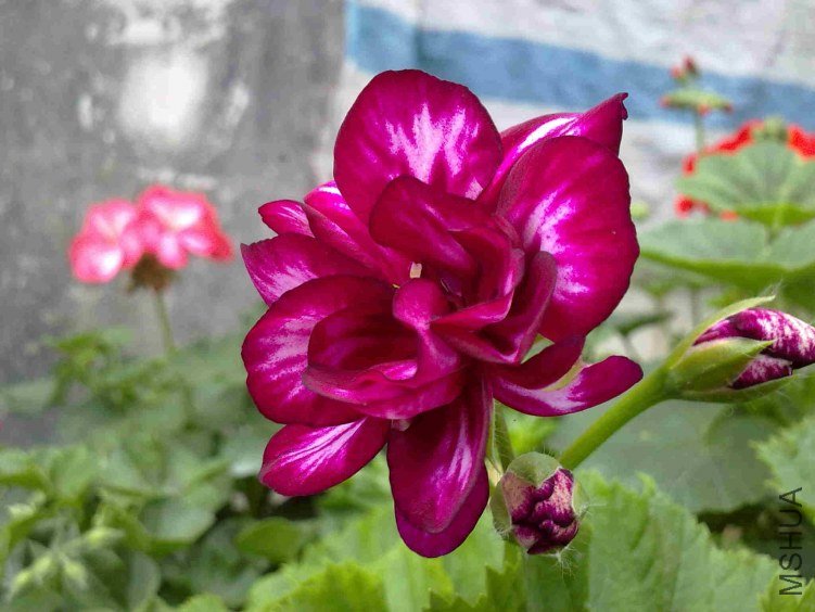 �ϼ��� �ϰ�˫ɫ1.jpg