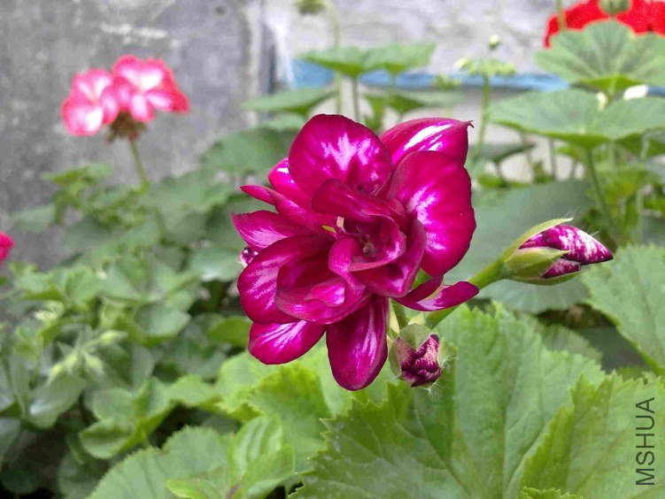 �ϼ��� �ϰ�˫ɫ2.jpg