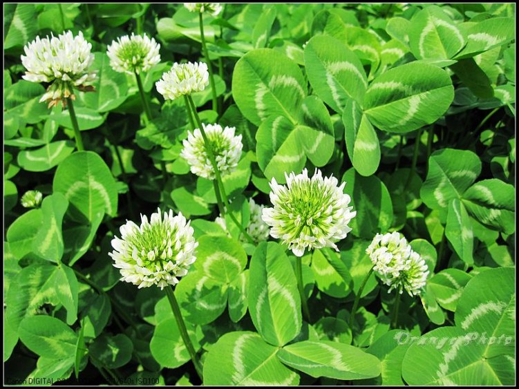 nEO_IMG_���� 014.jpg