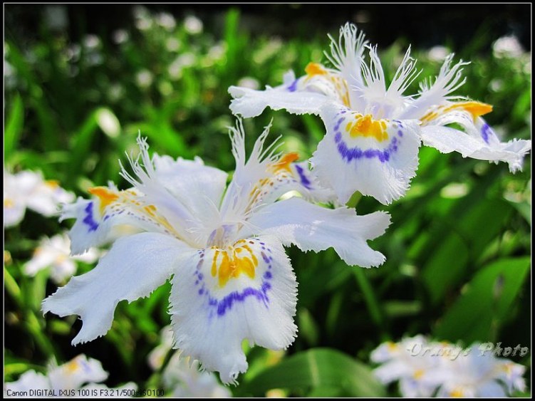 nEO_IMG_���� 050.jpg