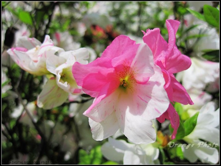 nEO_IMG_���� 066.jpg