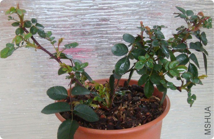 sb2000����������������͡�