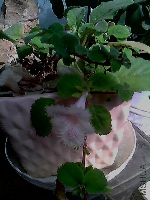 IMG1458A.jpg