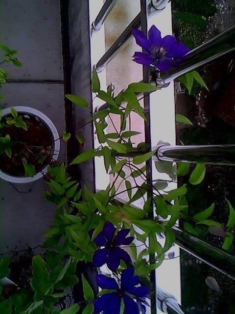 IMG1446A.jpg