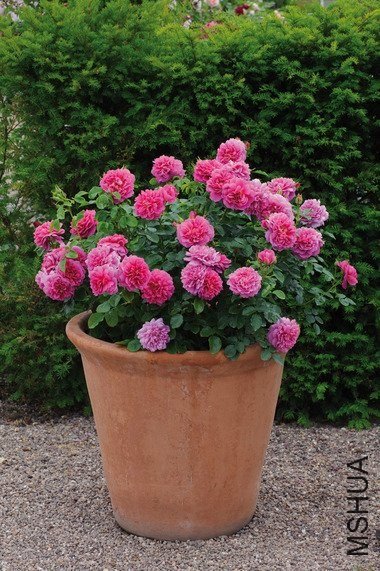 ���ݹ�����Princess Anne��2 of fjj880314.jpg