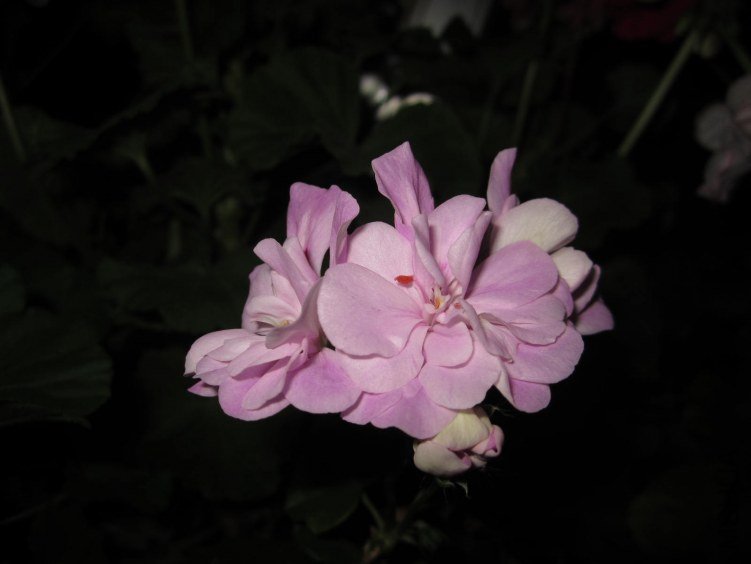 IMG_1516.jpg