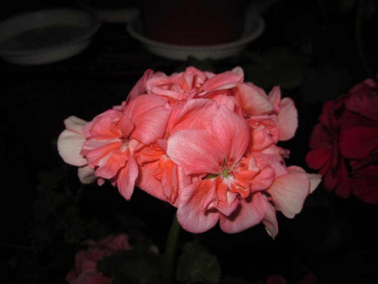 IMG_1555.jpg