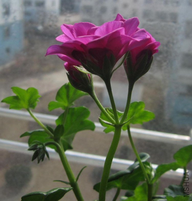 IMG_1586.jpg