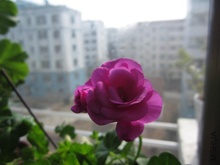IMG_1589.jpg