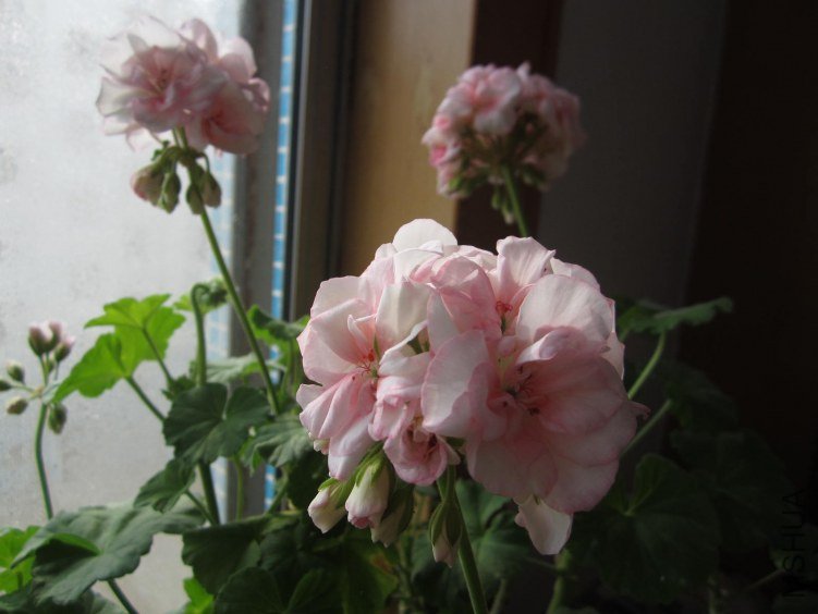 IMG_1600.jpg