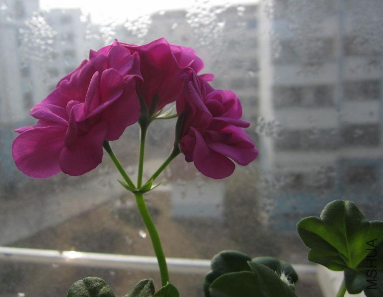 IMG_1601.jpg