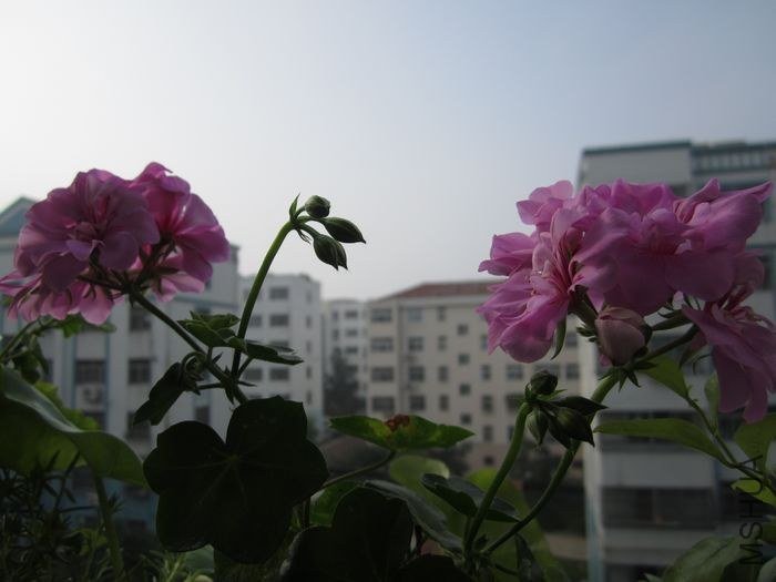 nEO_IMG_IMG_0951.jpg