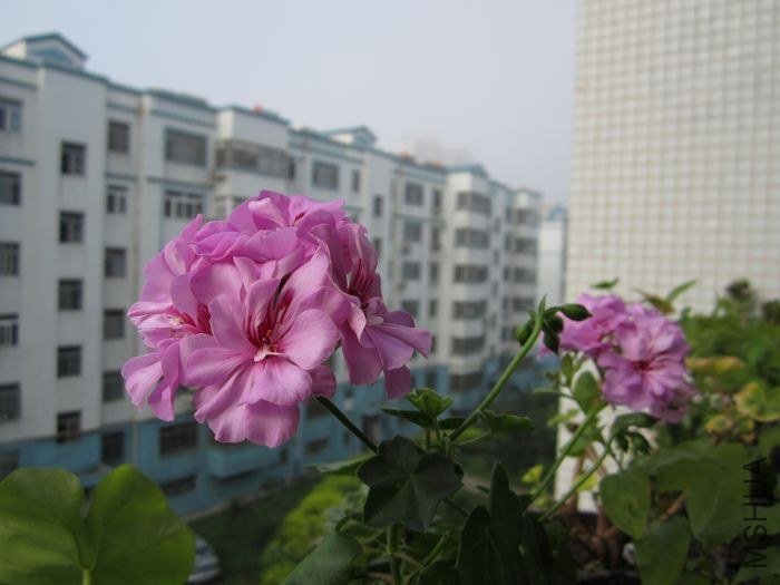 nEO_IMG_IMG_0954.jpg