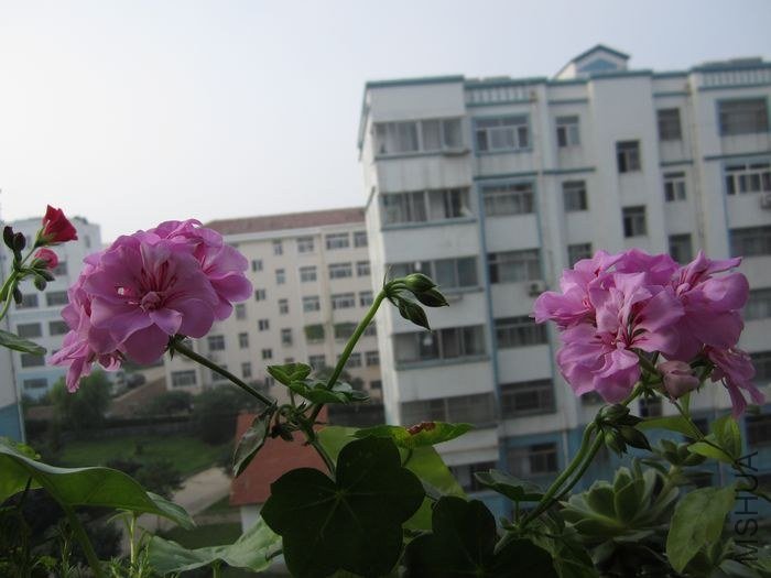 nEO_IMG_IMG_0956.jpg