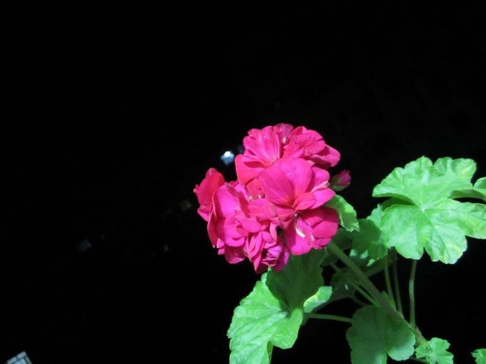 nEO_IMG_IMG_1090.jpg