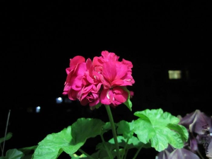 nEO_IMG_IMG_1094.jpg