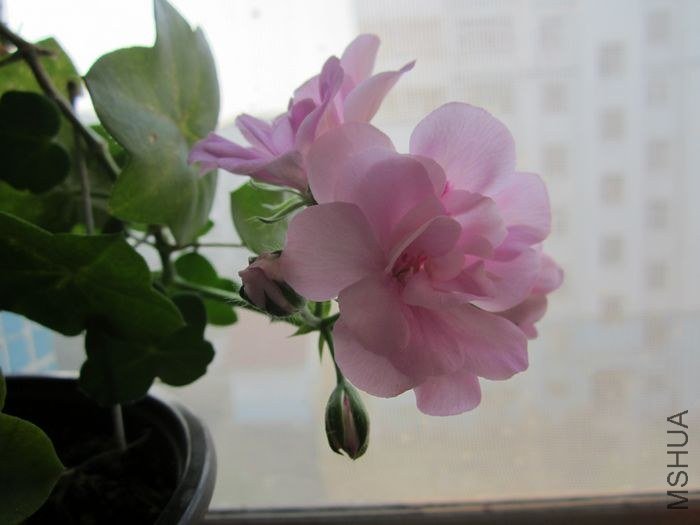 nEO_IMG_IMG_1114.jpg