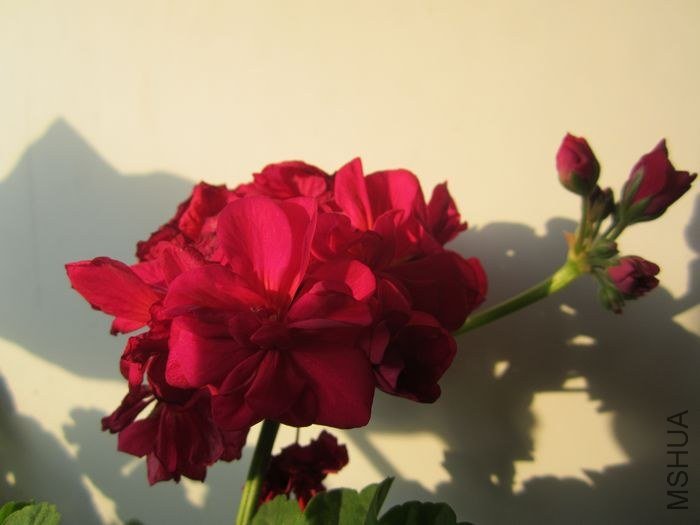 nEO_IMG_IMG_1118.jpg