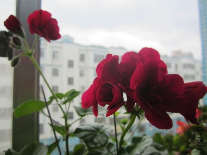 nEO_IMG_IMG_1132.jpg