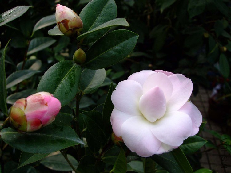 Ʈ�� 2013-2-16 050.jpg