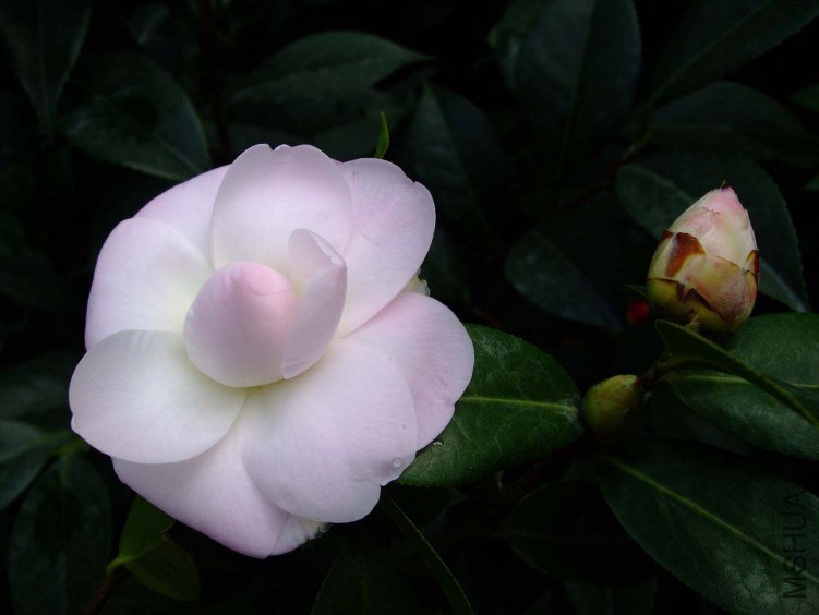 Ʈ�� 2013-2-16 068.jpg