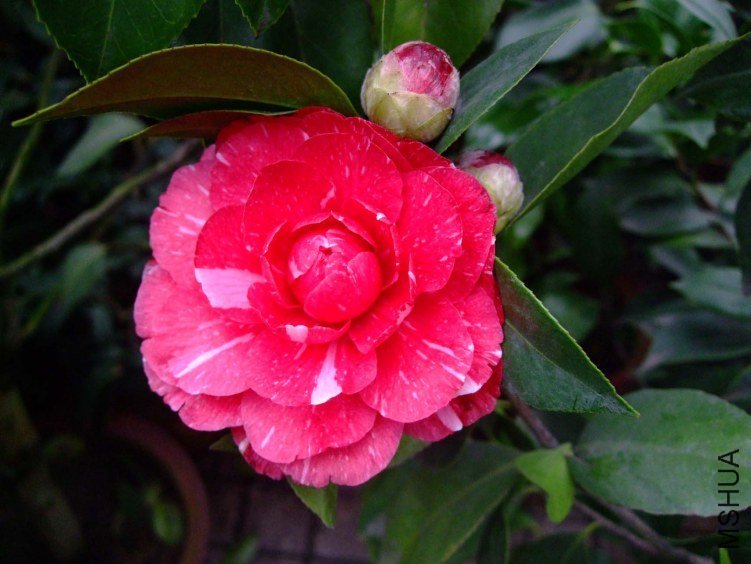 ԧ���� 2013-2-11 006.jpg