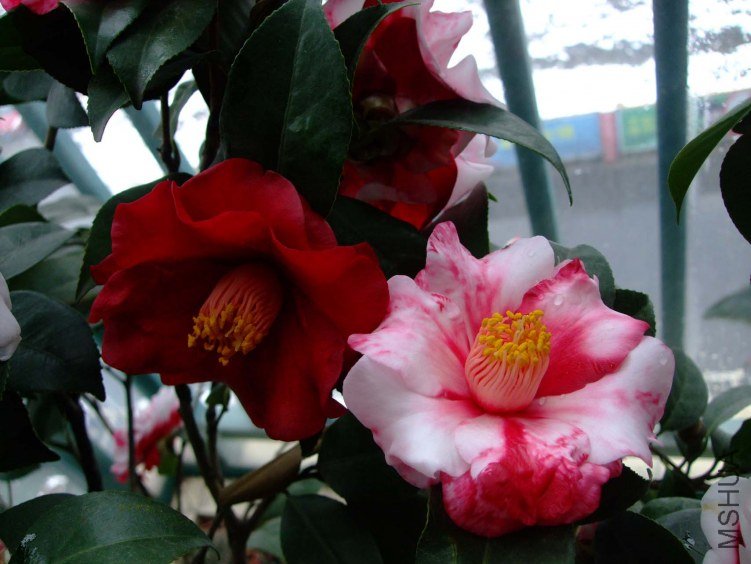 ����֮�� 2013-2-8 033.jpg
