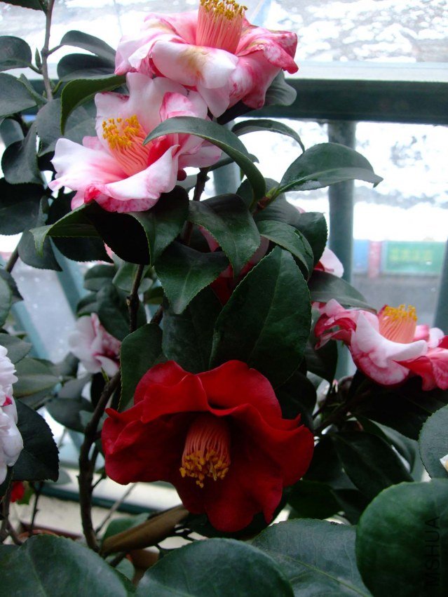 ����֮�� 2013-2-8 034.jpg