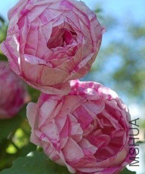 ��ŵ�ղ�����(Honorine de brabant)3.jpg