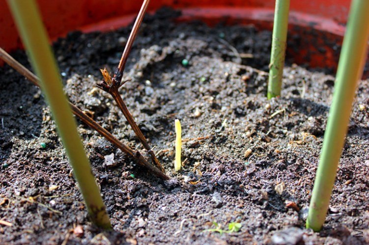 ���а�����ѿ